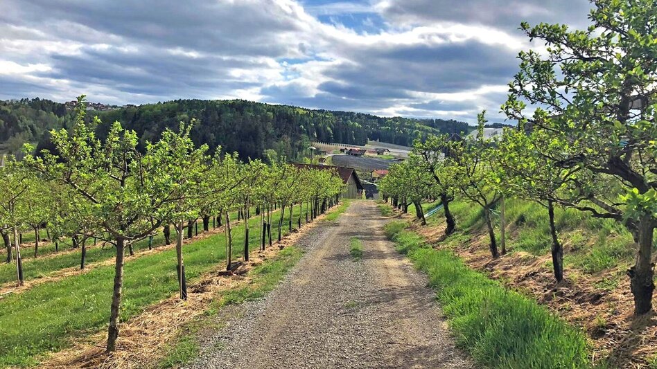 Hiking route Apple circuit Etzersdorf – Rollsdorf - Touren-Impression #2.9 | © Oststeiermark Tourismus