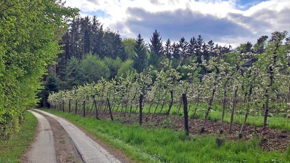 Hiking route Apple circuit Etzersdorf – Rollsdorf - Touren-Impression #2.10 | © Oststeiermark Tourismus