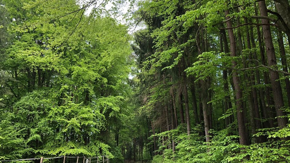 Hiking route Apple circuit Etzersdorf – Rollsdorf - Touren-Impression #2.16 | © Oststeiermark Tourismus