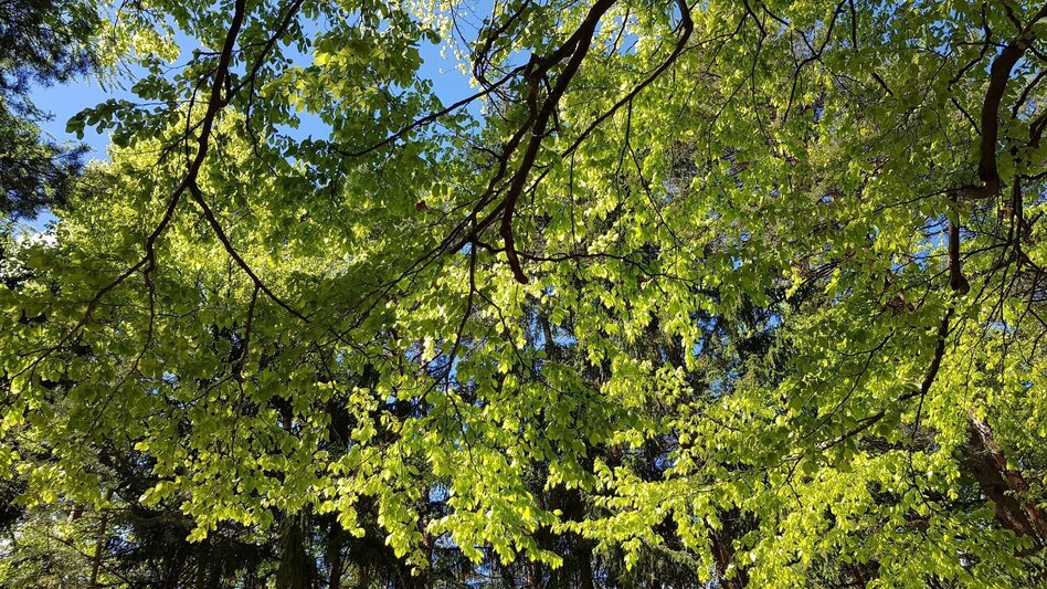 Wanderung Die "innere" Ungarische Runde - Touren-Impression #2.2 | © Region Graz