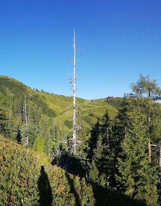 jagasteig - riesneralm_img_63148806 | Roland Gutwenger | © Erlebnisregion Schladming-Dachstein