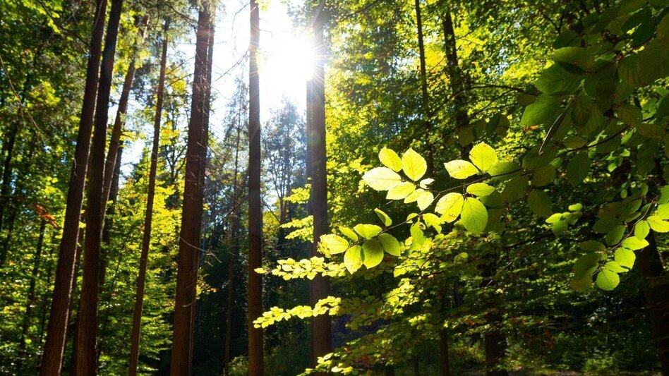 Wanderung Planetenweg Eggersdorf - Touren-Impression #2.3 | © TV Eggersdorf-Weinitzen