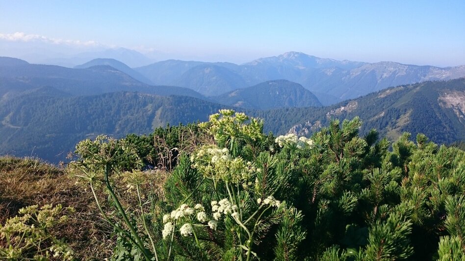 Hiking route From Lackenhof to the Ötscher - Touren-Impression #2.2 | © TV Hochsteiermark
