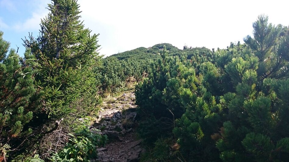 Hiking route From Lackenhof to the Ötscher - Touren-Impression #2.7 | © TV Hochsteiermark