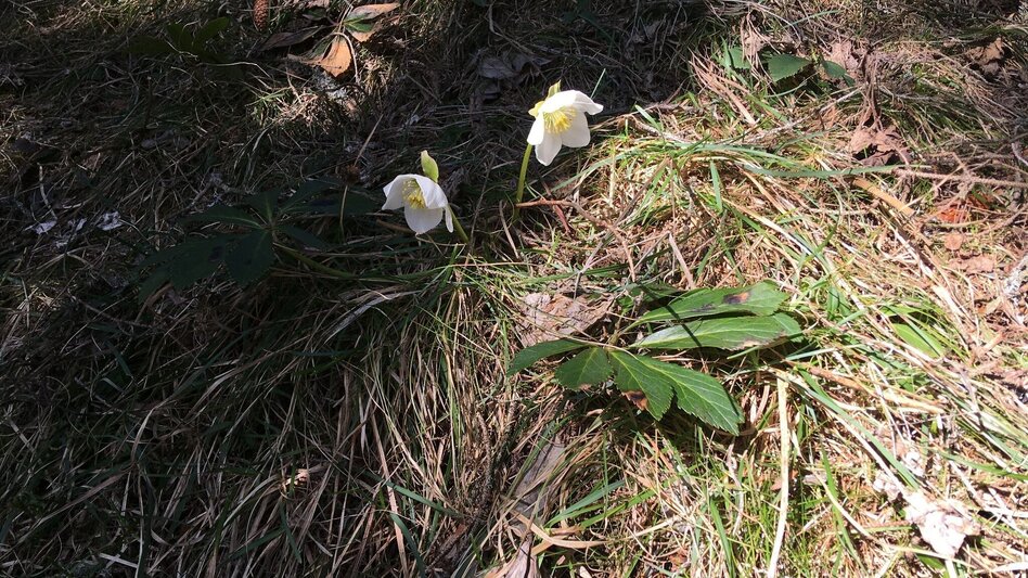 Hiking route Power place Spielmäuer - Touren-Impression #2.5 | © TV Hochsteiermark