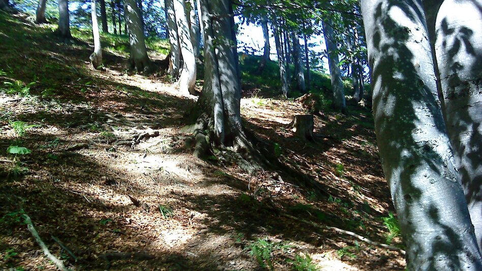 Hiking route Hike to the Great Zell Hut from Marienwasserfall - Touren-Impression #2.3 | © TV Hochsteiermark