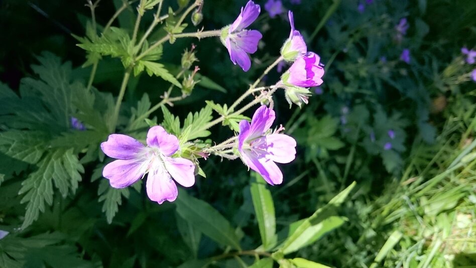 Wanderung Wanderung auf die Graualm - Touren-Impression #2.8 | © TV Hochsteiermark