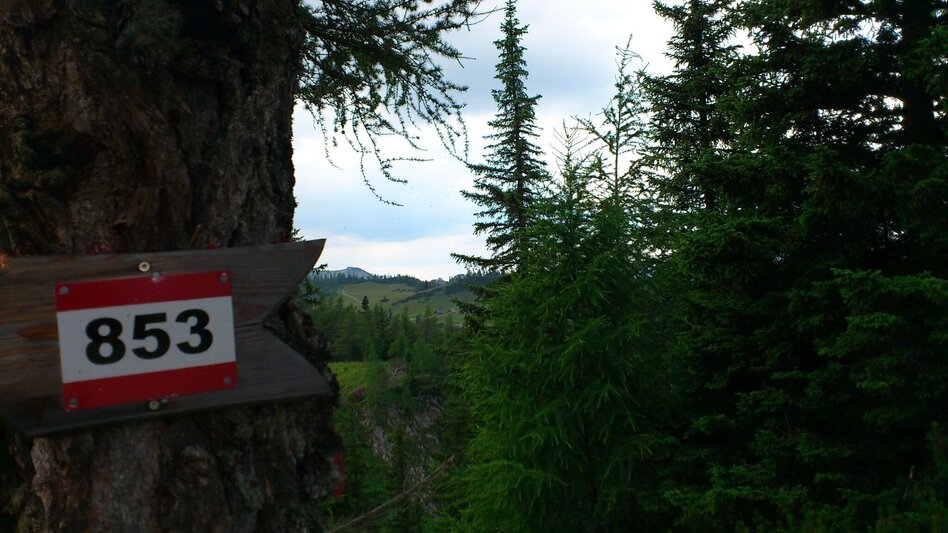 Wanderung Wanderung auf die Graualm - Touren-Impression #2.5 | © TV Hochsteiermark