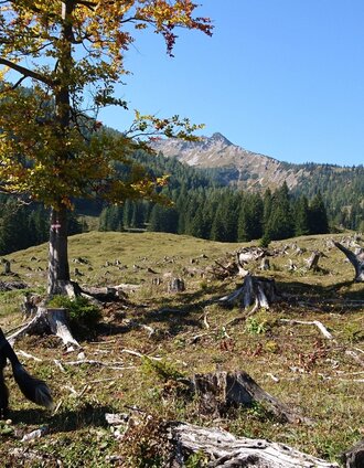 Erste Almfläche nach dem Schranken | Brigitte Digruber | © TV Hochsteiermark
