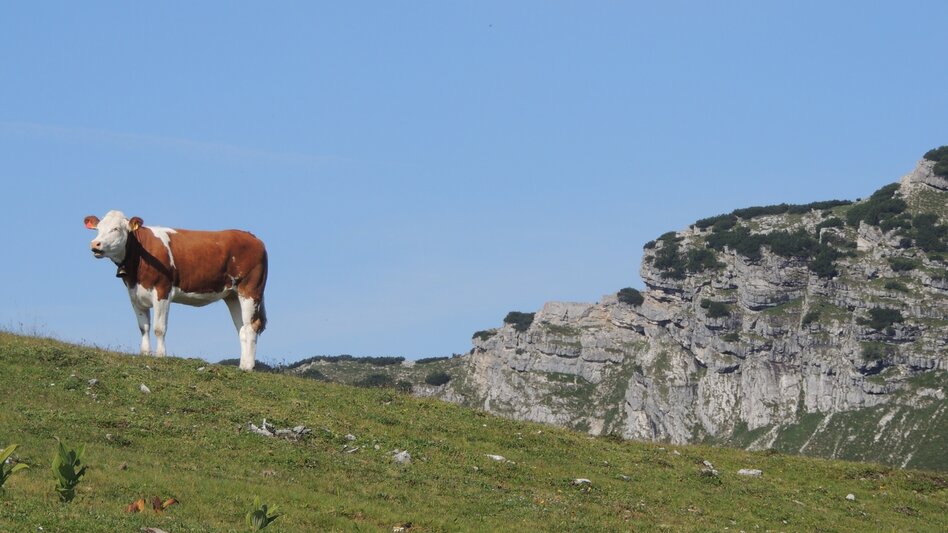 Hiking route Via the Kräuterinalm to the Hochstadl - Touren-Impression #2.3 | © TV Hochsteiermark