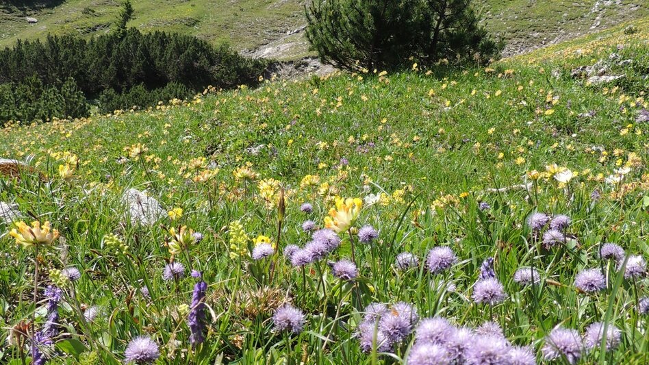 Hiking route Via the Kräuterinalm to the Hochstadl - Touren-Impression #2.4 | © TV Hochsteiermark
