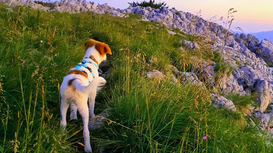 Hiking route Via the Kräuterinalm to the Hochstadl - Touren-Impression #2.5 | © TV Hochsteiermark