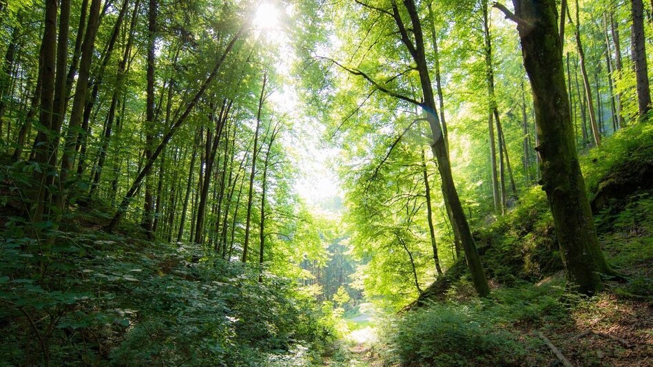 Hiking route Straßengler Frauenkogelrunde - Touren-Impression #2.2 | © Region Graz
