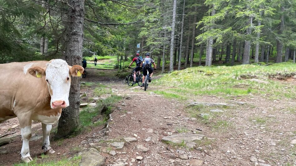 Mountain Biking Brendlalm-Tour (Wies) - Touren-Impression #2.7 | © Südsteiermark