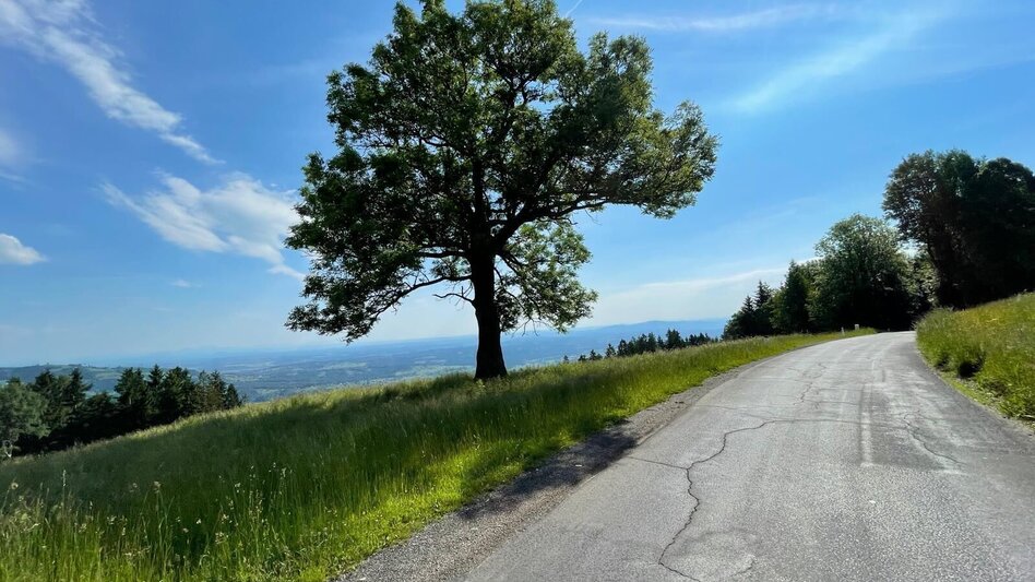 Mountain Biking Brendlalm-Tour (Wies) - Touren-Impression #2.11 | © Südsteiermark