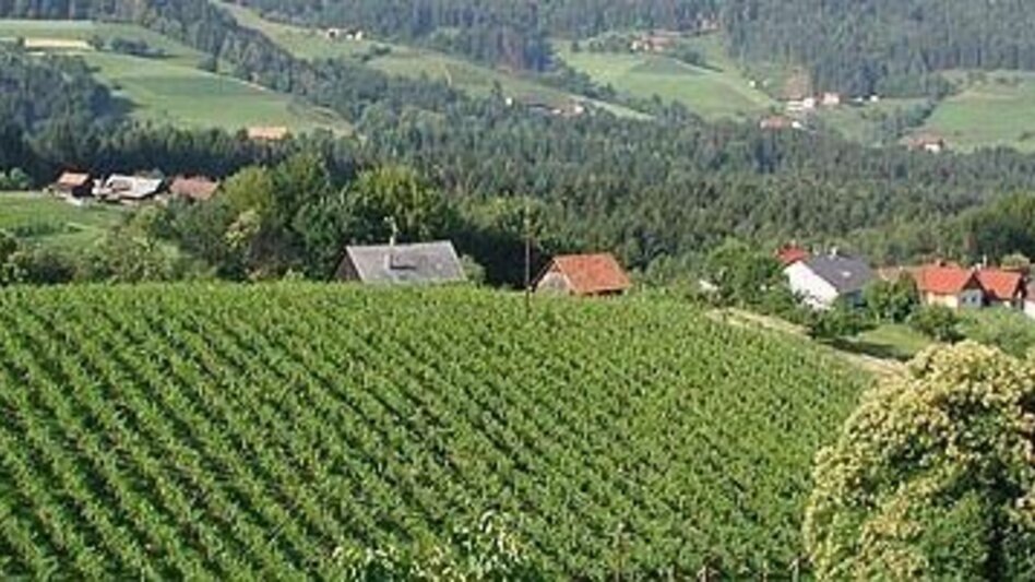 Mountain Biking Radelikat (Wies) - Biking with Pleasure in Schilcherland - Touren-Impression #2.14 | © Südsteiermark