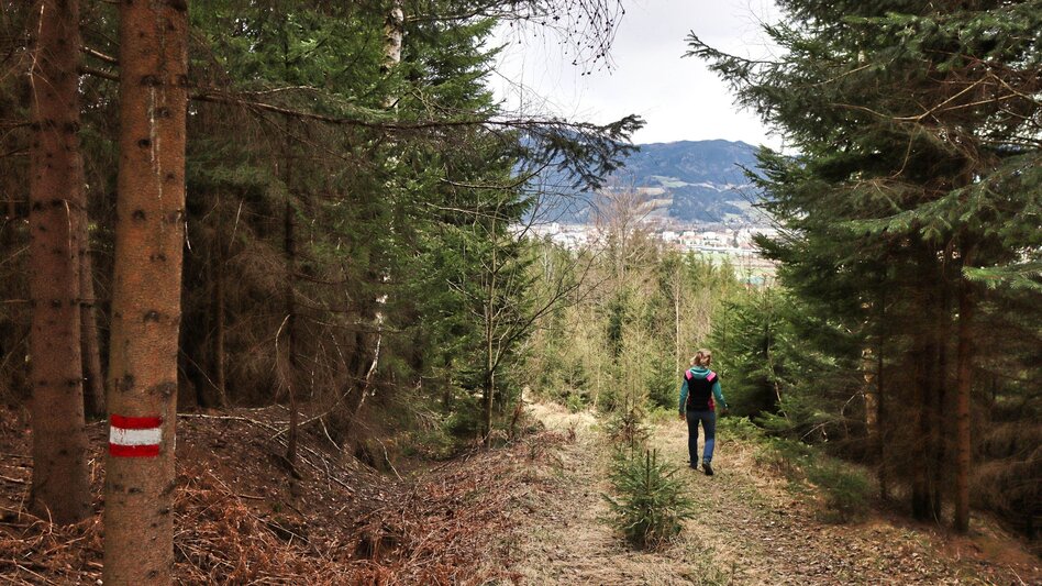 Theme path Education trail to the forest school - Touren-Impression #2.10 | © Weges OG