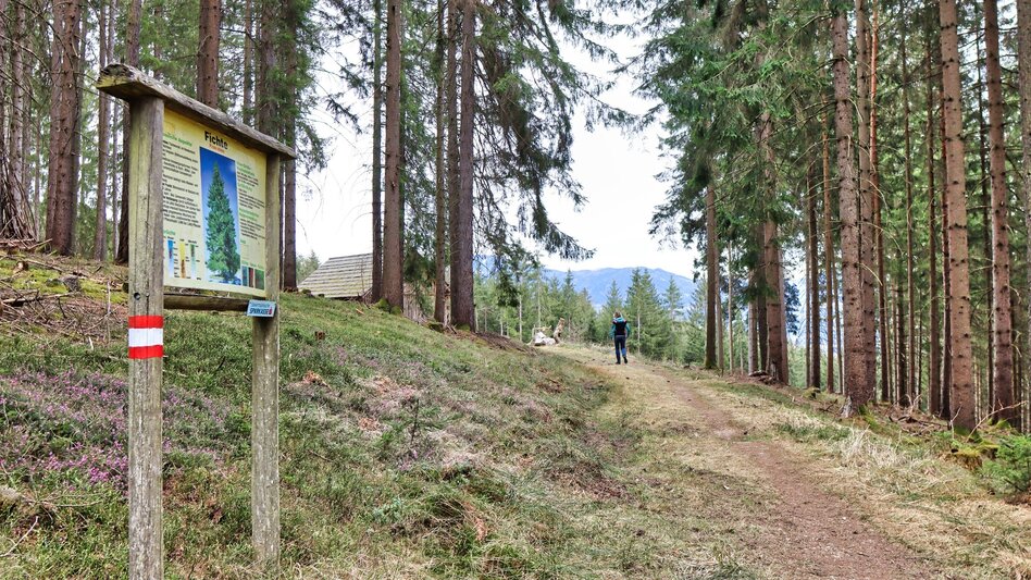 Theme path Education trail to the forest school - Touren-Impression #2.11 | © Weges OG