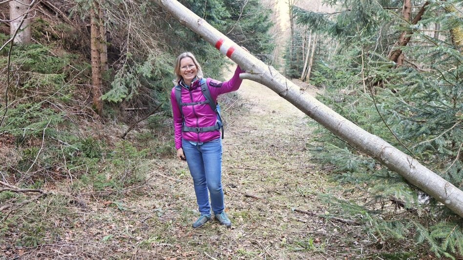 Hiking route On the hill above Rattenberger Graben - Touren-Impression #2.7 | © Weges OG