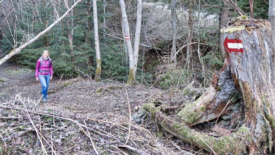 Hiking route On the hill above Rattenberger Graben - Touren-Impression #2.8 | © Weges OG
