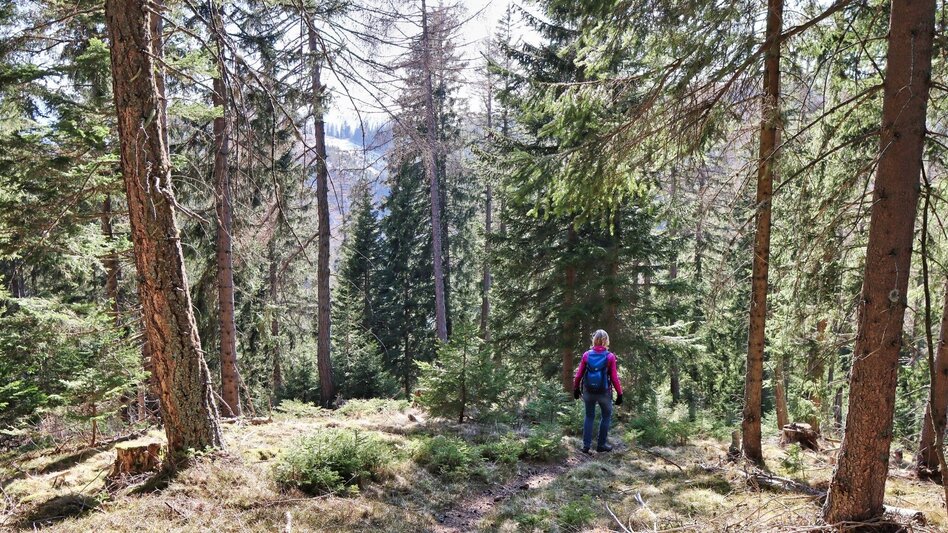 Hiking route On the hill above Rattenberger Graben - Touren-Impression #2.19 | © Weges OG