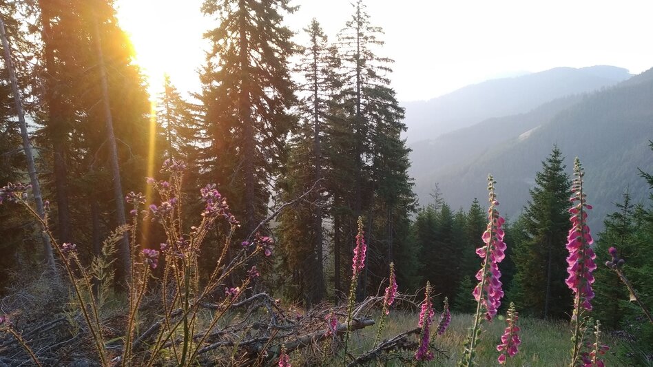 Wanderung Das Stübingtal von seiner schönsten Seite - Touren-Impression #2.2 | © Region Graz