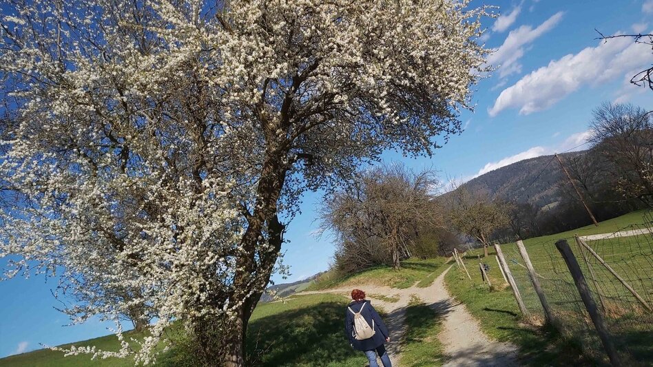 Hiking route Pilgrimage Route Passail - Touren-Impression #2.1 | © Oststeiermark Tourismus
