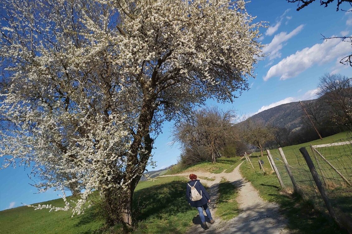 Hiking route Pilgrimage Route Passail - Touren-Impression #1 | © Oststeiermark Tourismus