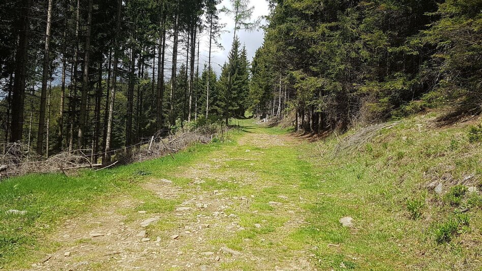 Wanderung Vom Krautwasch zum Gleinalm Schutzhaus - Touren-Impression #2.2 | © Region Graz