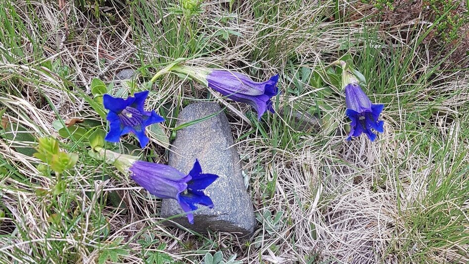 Wanderung Vom Krautwasch zum Gleinalm Schutzhaus - Touren-Impression #2.4 | © Region Graz
