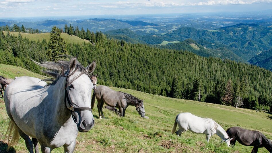 Wanderung Vom Krautwasch zum Gleinalm Schutzhaus - Touren-Impression #2.7 | © Region Graz