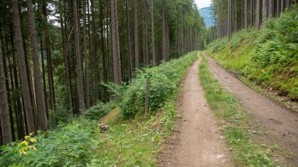 Wanderung Salbergtour - Touren-Impression #2.10 | © TV Gesäuse