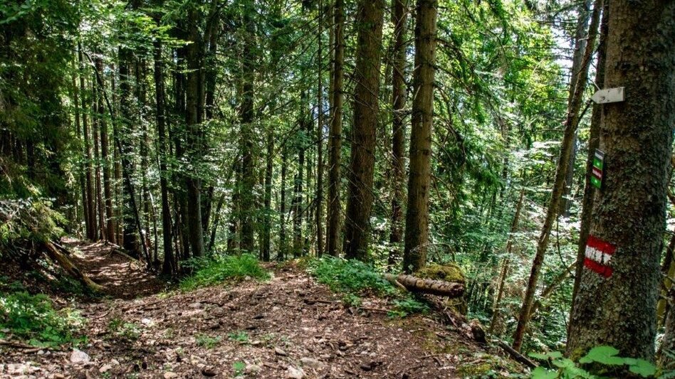 Hiking route Rote Wand Tour - Touren-Impression #2.8 | © TV Gesäuse
