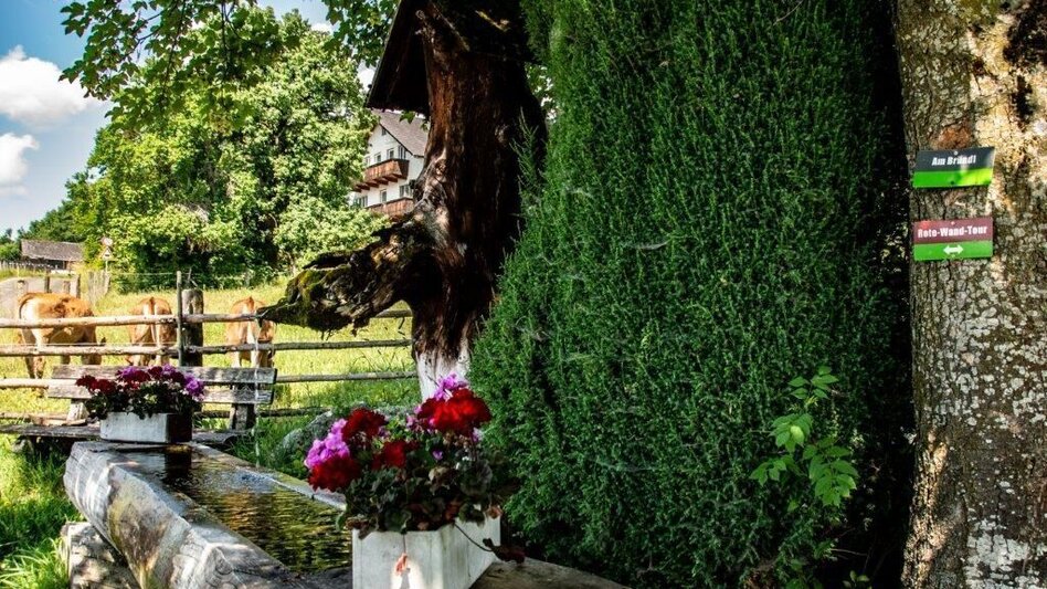 Hiking route Rote Wand Tour - Touren-Impression #2.12 | © TV Gesäuse