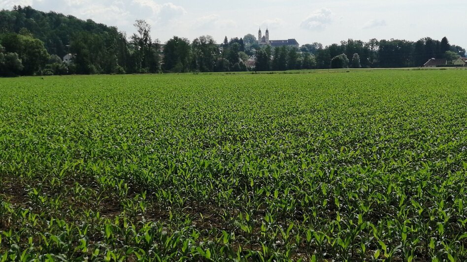 Jogging Schilcherlauf - Touren-Impression #2.3 | © Schilcherland Steiermark