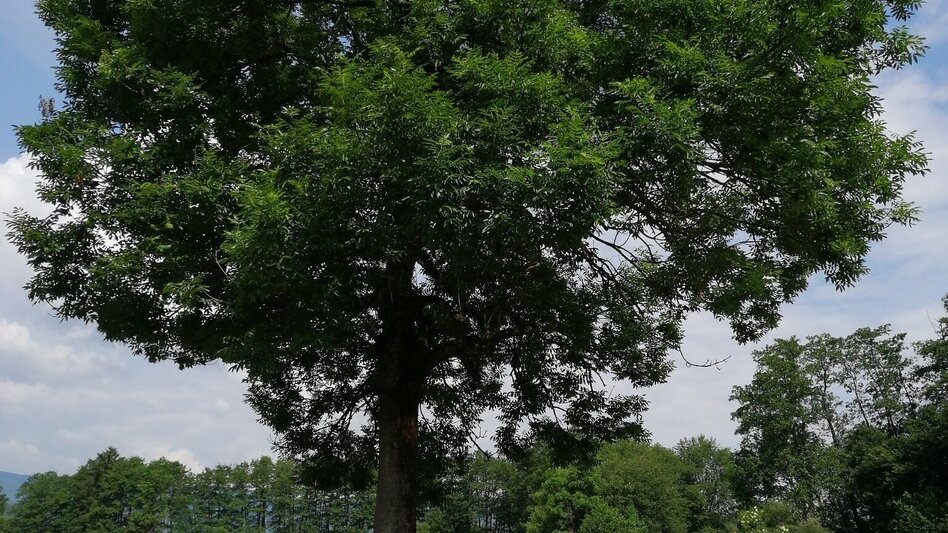 Jogging Schilcherlauf - Touren-Impression #2.4 | © Schilcherland Steiermark
