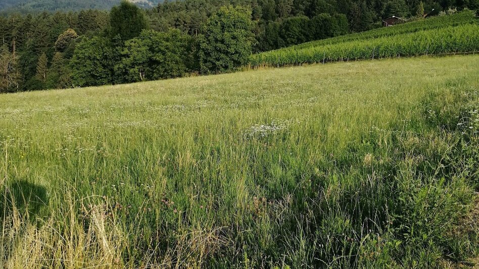 Jogging Schilcherberg run - Touren-Impression #2.3 | © Südsteiermark