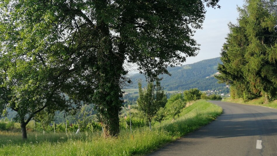 Jogging Schilcherberg run - Touren-Impression #2.4 | © Schilcherland Steiermark
