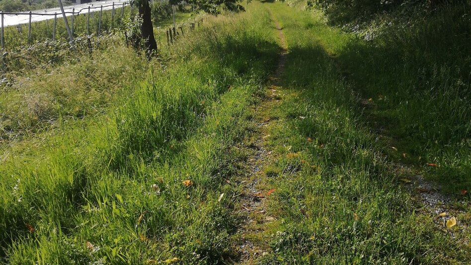 Jogging Bründlwald run - Touren-Impression #2.2 | © Südsteiermark