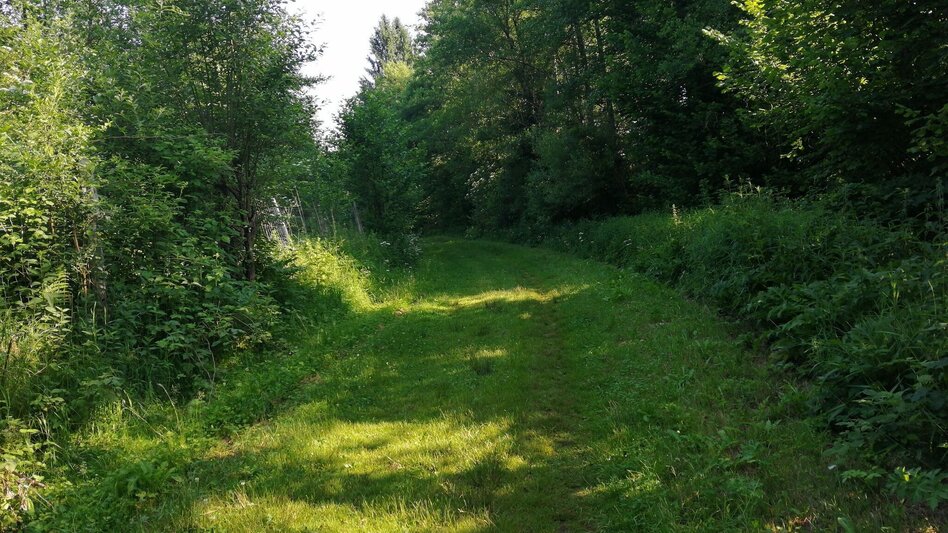 Jogging Bründlwald run - Touren-Impression #2.4 | © Südsteiermark