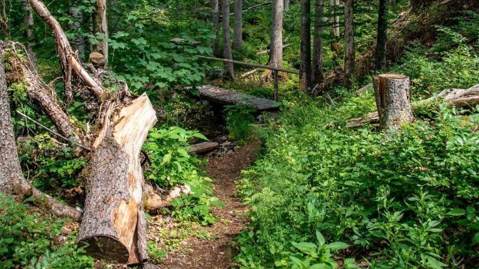 Wanderung Weißenbacher Wände - Touren-Impression #2.5 | © TV Gesäuse