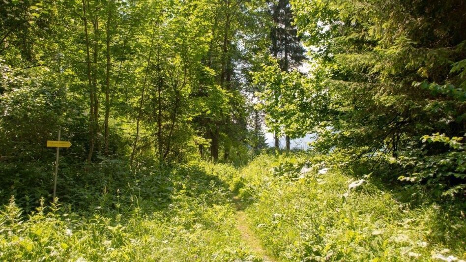 Wanderung Weißenbacher Wände - Touren-Impression #2.6 | © TV Gesäuse