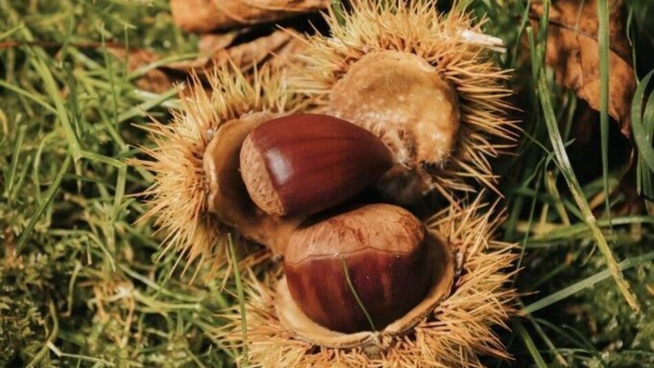 Jogging Erzherzog-Johann Run - Touren-Impression #2.1 | © Südsteiermark