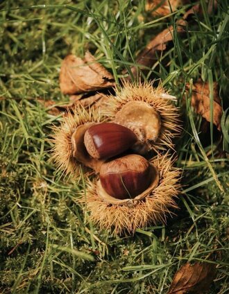 Chestnuts in Schilcherland | Lupi Spuma | © Südsteiermark