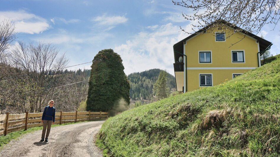 Wanderung Habring von Oberzeiring über Bauernhof vlg. Freitag - Touren-Impression #2.7 | © Weges OG