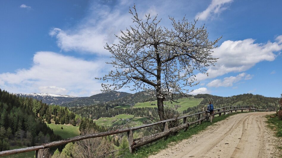 Hiking route Habring via Greimegger - Touren-Impression #2.8 | © Weges OG