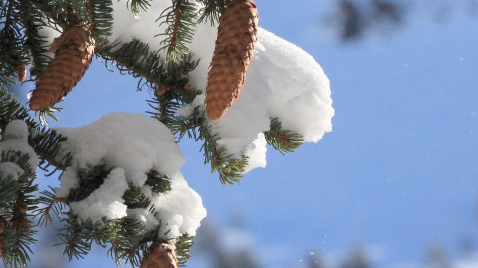 Winter Hiking Wintery Marterlweg Route 3 - Touren-Impression #2.4 | © Tourismusverband ERZBERG LEOBEN