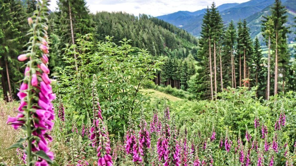 Hiking route Rabenstein from Mautern - Touren-Impression #2.4 | © Tourismusverband ERZBERG LEOBEN
