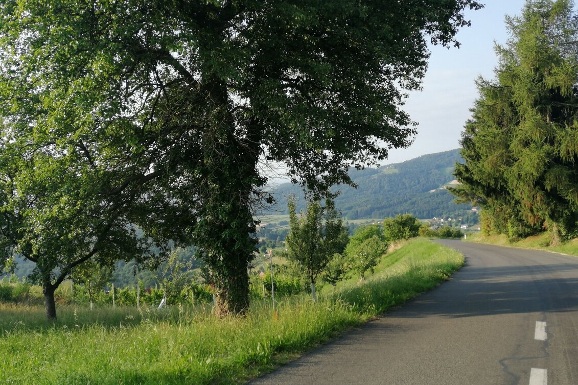 Trail Running Root Hopper Run - Touren-Impression #1 | © Schilcherland Steiermark
