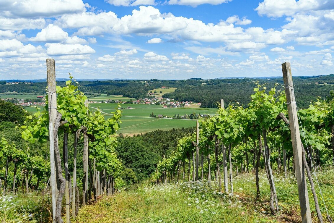 Hiking route Parking is available right next to the cafe-pub Bicycle. - Touren-Impression #1 | © Südsteiermark